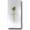 Click To View Product Information On Mulberry Rosebud Birthday Card