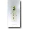 Click To View Product Information On White Rosebud Birthday Card