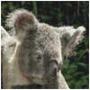 Click To View Product Information On Koala Cross Stitch Kit