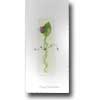 Mulberry Rosebud Anniversary Card