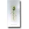 White Rosebud Anniversary Card